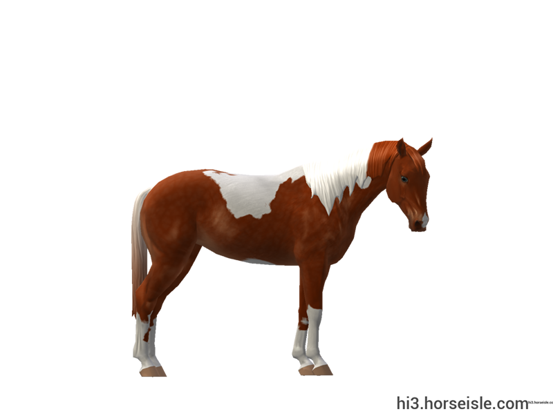 Anglo-Trakehner Red Chestnut Tobiano Coat